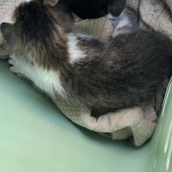 Malcolm -  Domestic Short Hair Cat for Adoption in West Palm Beach, Florida - Malcolm | PetCurious