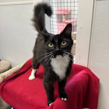 Rhonda Rowdy -  Domestic Medium Hair Cat for Adoption in Port Angeles, Washington - Rhonda Rowdy | PetCurious