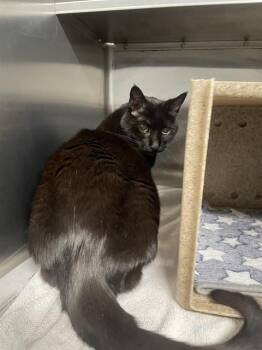 Domestic Medium Hair and Domestic Short Hair Cats Available for Adoption - MOLLY | PetCurious