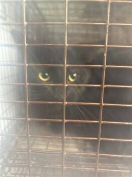 A662056 -  Domestic Short Hair Cat for Adoption in Houston, Texas - A662056 | PetCurious