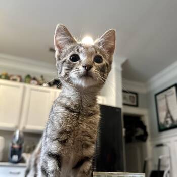 Louie -  Domestic Short Hair Cat for Adoption in Wilmington, North Carolina - Louie | PetCurious