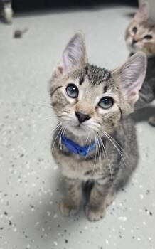 Sir Saturn -  Domestic Short Hair Cat for Adoption in Mokena, Illinois - Sir Saturn | PetCurious