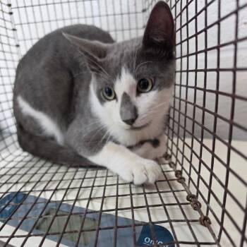 Choi -  Domestic Short Hair Cat for Adoption in Edinburg, Texas - Choi | PetCurious