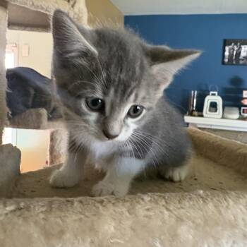 Water -  Domestic Short Hair Cat for Adoption in Ontario, New York - Water | PetCurious