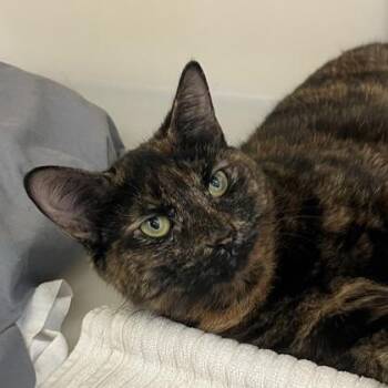 Anne Bonny -  Domestic Short Hair Cat for Adoption in Richmond, Virginia - Anne Bonny | PetCurious