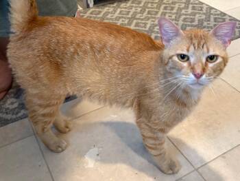 Ginger Boy -  Domestic Short Hair Cat Available for Adoption in The Woodlands, Texas - Ginger Boy | PetCurious