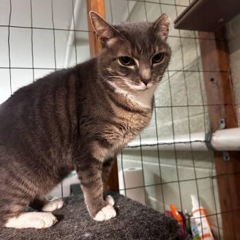 Rescue Domestic Short Hair Cats for Adoption in North East, Maryland - Peachie Pie | PetCurious