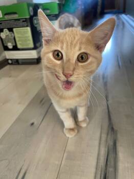 Rescue Domestic Short Hair Cats for Adoption in Arthur, Ontario - Graham 1 | PetCurious