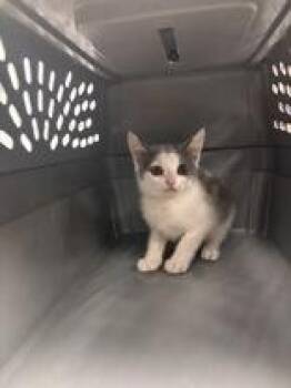 Skipper -  Domestic Short Hair Cat for Adoption in Charleston, South Carolina - Skipper | PetCurious
