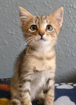(KO) 6/17/26 Puffin -  Domestic Short Hair Cat for Adoption in Stillwater, Oklahoma - (KO) 6/17/26 Puffin | PetCurious
