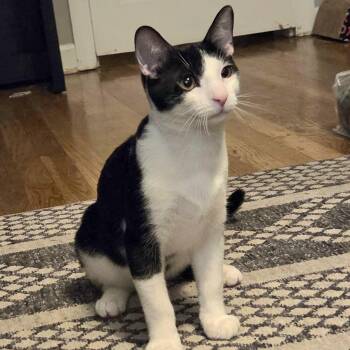 Mixer -  Domestic Short Hair Cat for Adoption in Washington, Pennsylvania - Mixer | PetCurious