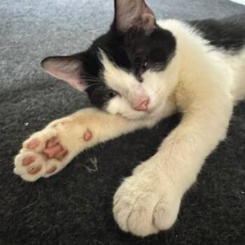 Jimmy Jam -  Domestic Short Hair Cat for Adoption in Gordonsville, Tennessee - Jimmy Jam | PetCurious