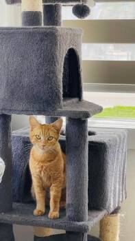 Domestic Short Hair Cats Available for Adoption in Homestead, Florida - Valencia | PetCurious