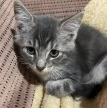 Carmela -  Domestic Short Hair and Tabby Cat for Adoption in Germansville, Pennsylvania - Carmela | PetCurious