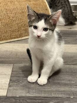 Rescue Tabby and Domestic Short Hair Cats for Adoption in Dallas, Texas - Tommy | PetCurious