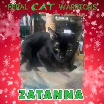 Zatanna -  Domestic Short Hair Cat for Adoption in Squamish, British Columbia - Zatanna | PetCurious