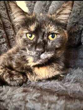 Tortoiseshell Cats Available for Adoption - Cruella | PetCurious