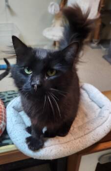 Merlin -  Domestic Long Hair Cat for Adoption in Walnutport, Pennsylvania - Merlin | PetCurious