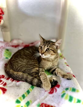 Rescue Domestic Short Hair Cats for Adoption in Estherville, Iowa - Estelle | PetCurious