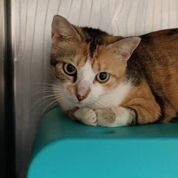 Rescue Domestic Short Hair Cats for Adoption in Titusville, Florida - Cashmere | PetCurious