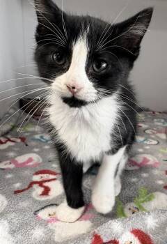 Batman -  Domestic Short Hair Cat for Adoption in Bolivar, Missouri - Batman | PetCurious