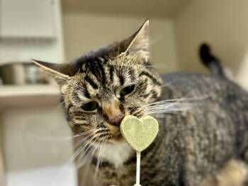 MOKI -  Domestic Short Hair Cat for Adoption in Loveland, Colorado - MOKI | PetCurious