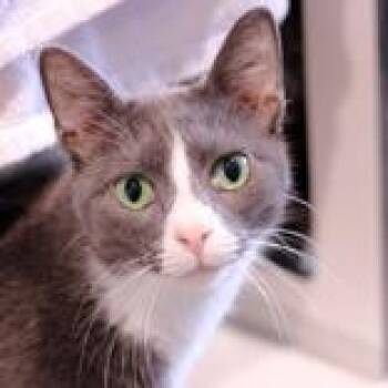 Barley -  Domestic Short Hair Cat for Adoption in Hilliard, Ohio - Barley | PetCurious
