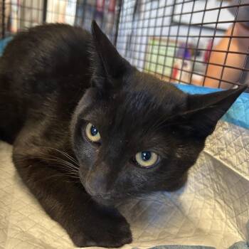 IVHS-Stray-141805 -  Domestic Short Hair Cat for Adoption in San Gabriel, California - IVHS-Stray-141805 | PetCurious