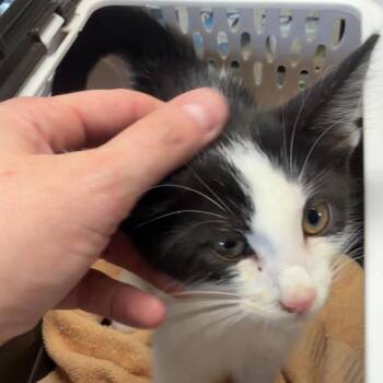 Harvey -  Domestic Short Hair Cat for Adoption in Mt. Juliet, Tennessee - Harvey | PetCurious