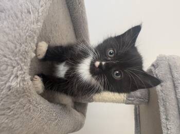 Domestic Short Hair Cats Available for Adoption in Barrière, British Columbia - Dodge | PetCurious