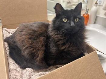 HARRY -  Domestic Long Hair Cat for Adoption in Aurora, Colorado - HARRY | PetCurious