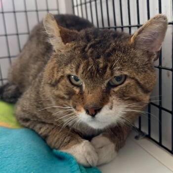 Domestic Short Hair Cats Available for Adoption in Trenton, New Jersey - Chex | PetCurious