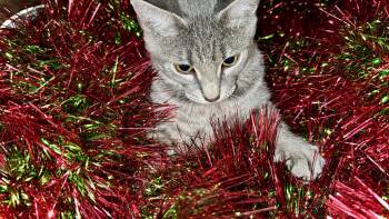 Domestic Short Hair Cats Available for Adoption - Fraydo  | PetCurious