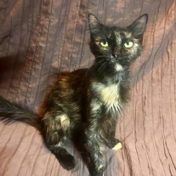 Fifi C11873 -  Domestic Medium Hair Cat for Adoption - Fifi C11873 | PetCurious