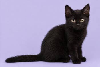 Habanero -  Domestic Medium Hair Cat for Adoption in Cleveland, Texas - Habanero | PetCurious