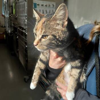 Domestic Short Hair Cats Available for Adoption - MARIGOLD | PetCurious