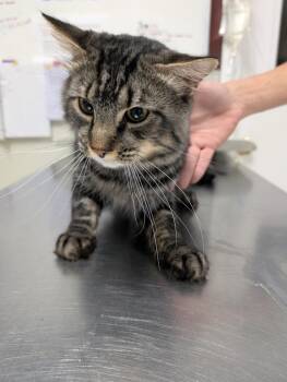 Domestic Medium Hair Cats Available for Adoption in Fall River, Massachusetts - Rogue | PetCurious