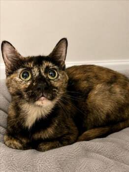 JUNE -  Domestic Short Hair Cat for Adoption - JUNE | PetCurious