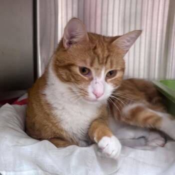 Orzo 2026 -  Domestic Short Hair Cat for Adoption - Orzo 2026 | PetCurious