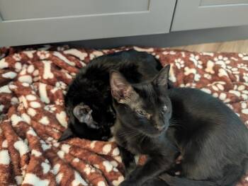 Beacon -  Domestic Short Hair Cat for Adoption in Brandon, Florida - Beacon | PetCurious