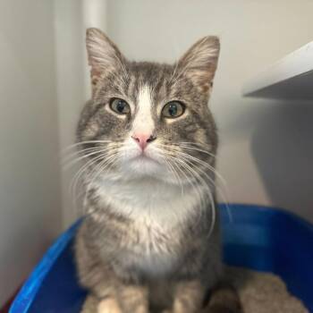 Domestic Medium Hair Cats Available for Adoption - Pretty Boy Floyd | PetCurious