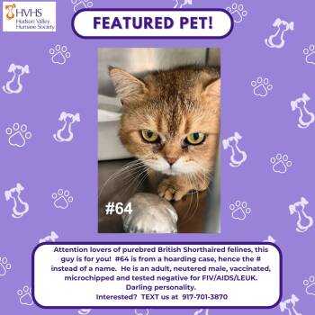 GC 64 -  British Shorthair Cat for Adoption in Pomona, New York - GC 64 | PetCurious