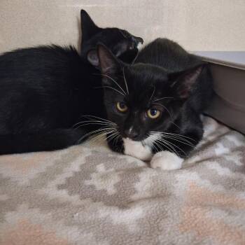 Earlie Birdie -  Domestic Short Hair Cat for Adoption in Gautier, Mississippi - Earlie Birdie | PetCurious
