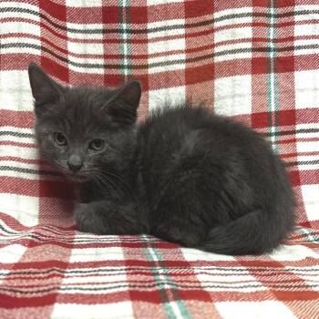 Rocket* -  Domestic Short Hair Cat for Adoption in San Gabriel, California - Rocket* | PetCurious