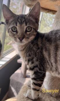 Rescue American Shorthair and Domestic Short Hair Cats for Adoption in Moreno Valley, California - Sawyer | PetCurious