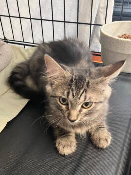 Frankie -  Domestic Short Hair Cat for Adoption in Lunenburg, Massachusetts - Frankie | PetCurious