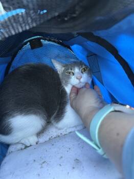 Rescue Domestic Short Hair Cats for Adoption in Alameda, California - MEATBALL | PetCurious