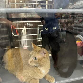 Rescue Domestic Short Hair Cats for Adoption in Blaine, Minnesota - Phil And Marvin | PetCurious