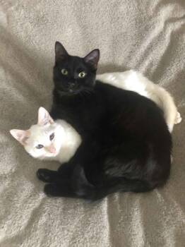 Rescue Domestic Short Hair Cats for Adoption in Blackfoot, Idaho - Chase | PetCurious
