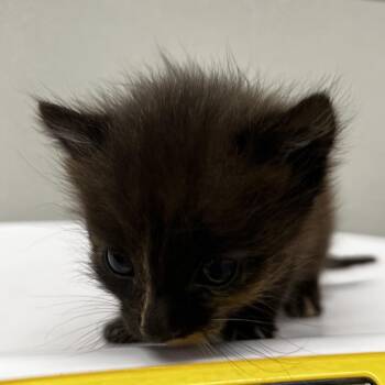 Nori -  Domestic Short Hair Cat for Adoption in Clearwater, Florida - Nori | PetCurious